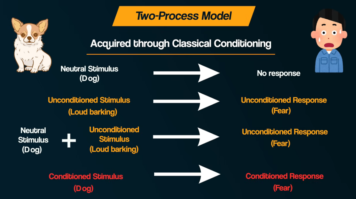 <p>Maintained By Operant conditioning, Avoidance rewards the person by ignoring the phobia so results in negative reinforcement</p>