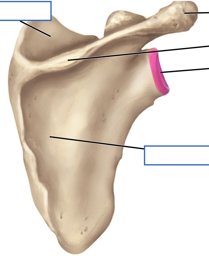 <p>posterior</p>