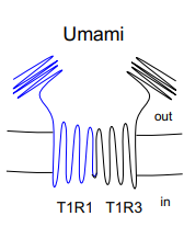 <p>heteromeric, made of T1R1 &amp; T1R3 </p>