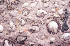 <p>the coastal area between the high tide and low tide lines. It is underwater during high tide and exposed to air during low tide. This harsh, changing zone experiences heavy waves, extreme temperature shifts, and varying salt levels, yet it supports a rich variety of life.</p>
