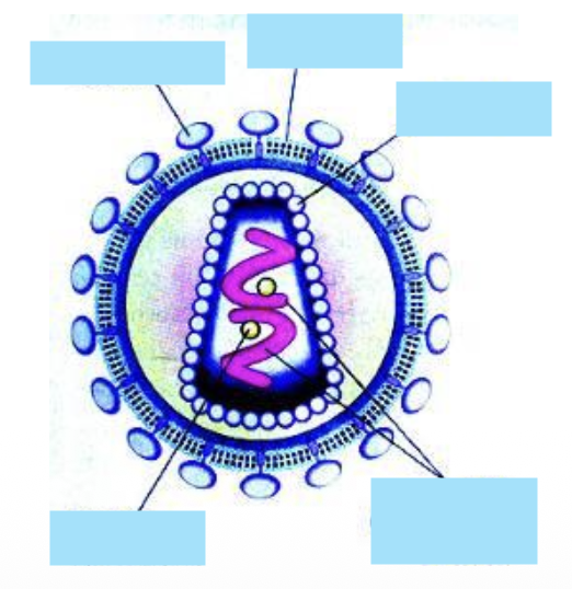<p>List out the key structure of a retrovirus</p>