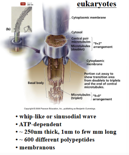 <p><span style="background-color: transparent;"><strong>Eukaryotic Flagella: Structure and Composition</strong></span></p>