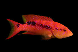 <p>Variola louti</p>