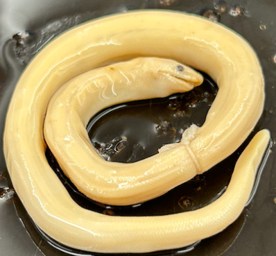 <p>What species is this</p>
