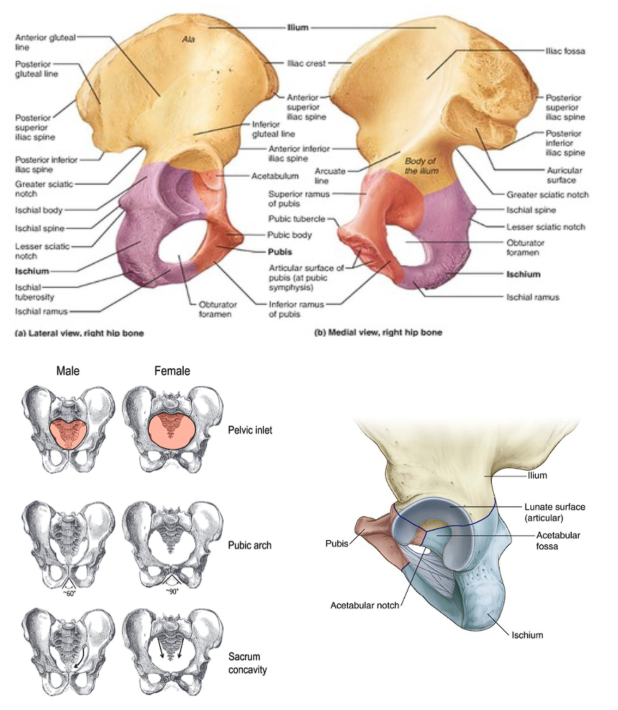 <p>ilium</p><ul><li><p>obturator foramen</p></li><li><p>iliac crest</p></li><li><p>iliac fossa</p></li><li><p>anterior superior iliac spine</p></li><li><p>anterior inferior iliac spine</p></li><li><p>posterior inferior iliac spine</p></li><li><p>greater sciatic notch</p></li><li><p>gluteal lines: anterior, posterior and inferior</p></li><li><p>auricular surface</p></li></ul><p>ischium</p><ul><li><p>ischial tuberosity</p></li><li><p>ischial spine</p></li><li><p>lesser sciatic notch</p></li><li><p>ischial ramus</p></li></ul><p>pubis</p><ul><li><p>body</p></li><li><p>surface for pubic symphysis</p></li><li><p>superior ramus</p></li><li><p>inferior ramus</p></li></ul><p>acetabulum</p><ul><li><p>lunate articular surface </p></li><li><p>acetabular notch</p></li><li><p>acetabular fossa</p></li></ul><p></p>