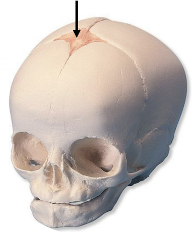 <p>Name this section </p>