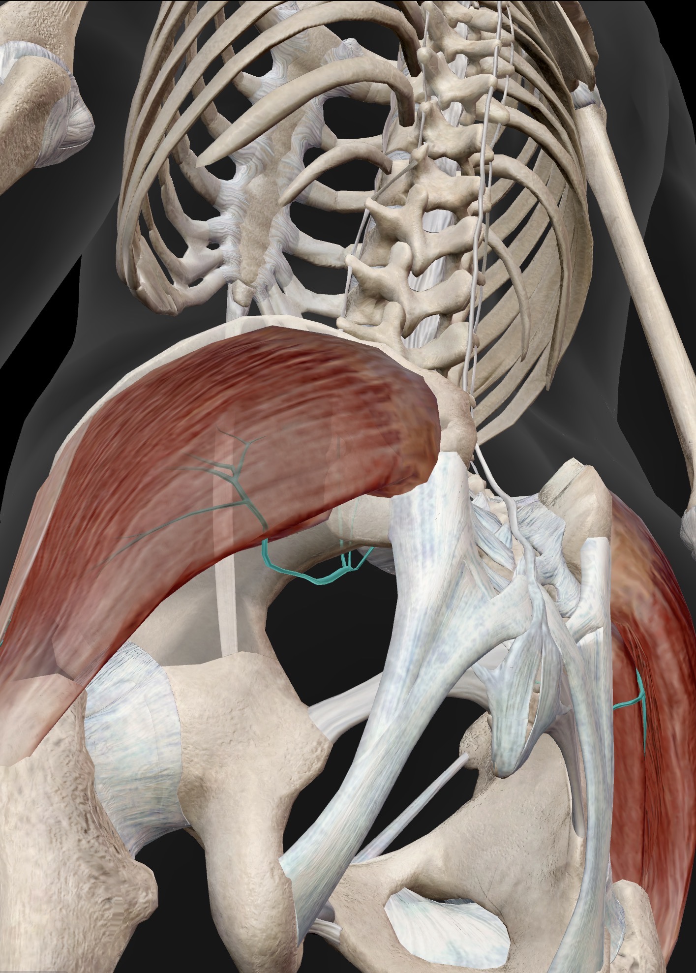 <p>Superior gluteal nerve</p>