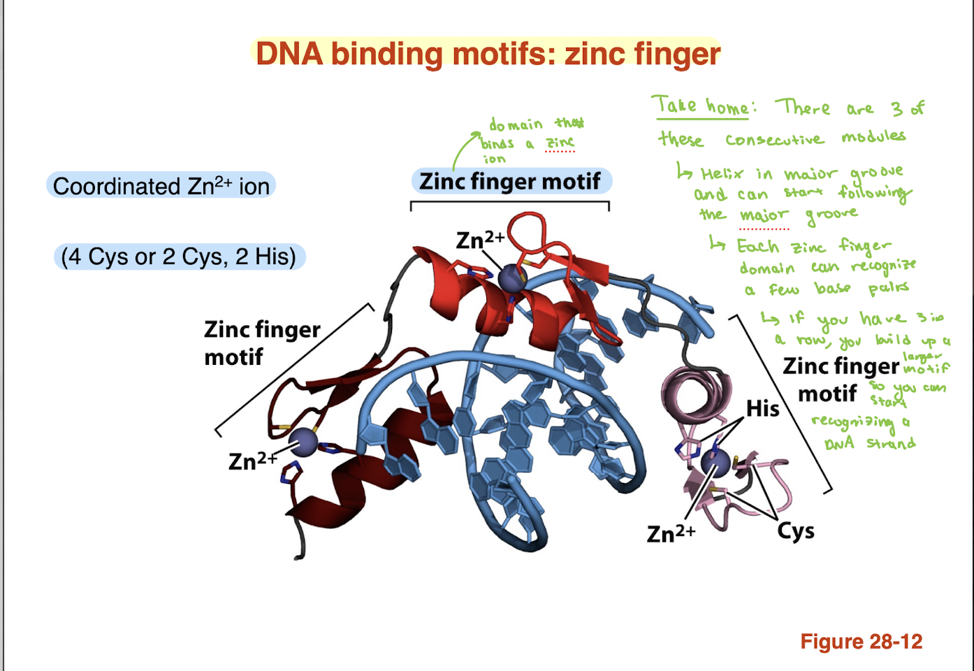 <ul><li><p>Protein motif stabilized by a <strong>coordinated Zn²⁺ ion</strong></p></li><li><p>Zn²⁺ held by <strong>4 Cys OR 2 Cys + 2 His residues</strong></p></li><li><p>Contains a <strong>recognition helix</strong> that inserts into the <strong>major groove</strong></p></li><li><p>Each “finger” recognizes <strong>a few base pairs</strong></p></li><li><p>Multiple zinc fingers can be <strong>linked in tandem</strong><br>→ Allows recognition of <strong>longer, specific DNA sequences</strong></p></li></ul><p></p>