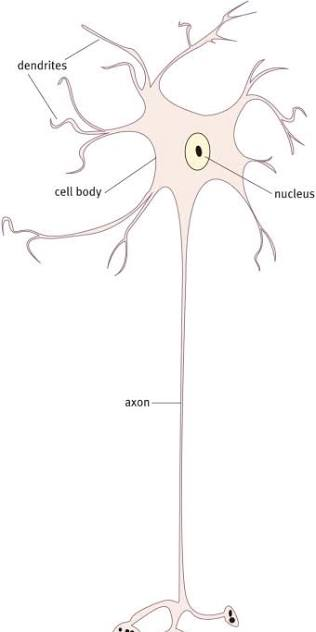 <p>what type of neuron is shown</p>