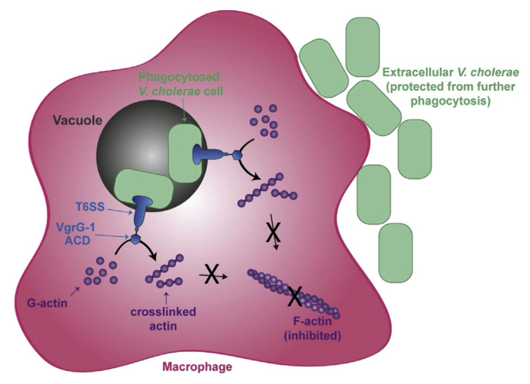 <ul><li><p>secretes out VgrG-1 during macrophage phagocytosis</p></li></ul><p>→ destroys cell cytoskeleton machinery</p><p><em>note: toxin can also remain attached </em></p><p></p><p>mechanism:</p><ul><li><p>inhibits F-actin filament formation from G-actin </p></li></ul><img src="https://assets.knowt.com/user-attachments/6cad4030-559b-4ca1-8819-9ab4e16eb78b.png" data-width="50%" data-align="center"><p></p>