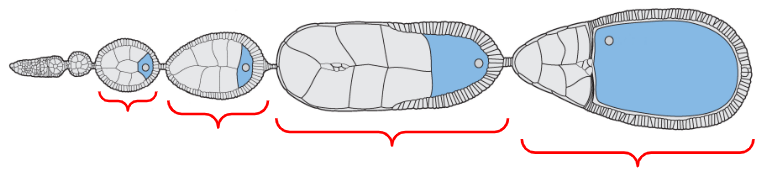 <p>Individual compartments within an ovariole that are surrounded by <u>follicular epithelium</u></p><ul><li><p>There are 15 nurse cells near the <u>anterior</u> end of the egg chamber</p></li><li><p>There is 1 large oocyte progenitor near the <u>posterior</u> end of the egg chamber</p></li></ul><p></p>