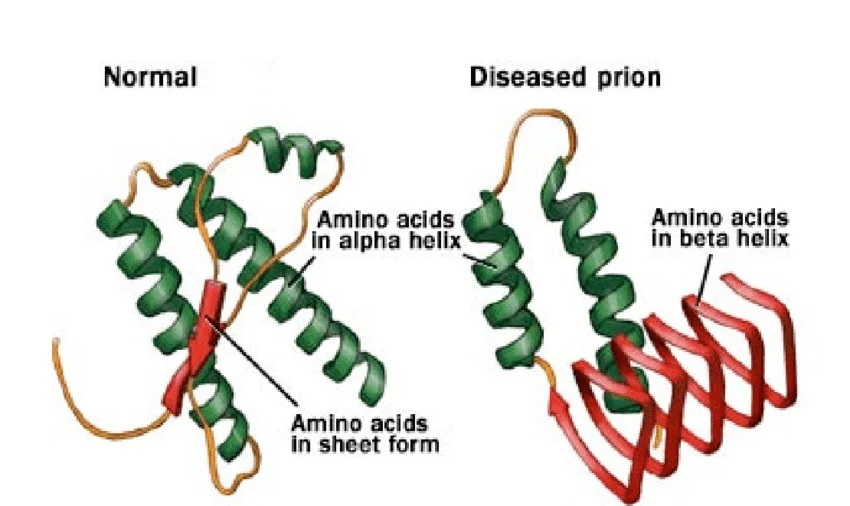 <p>A misfolded protein that can cause other proteins to misfold.</p>