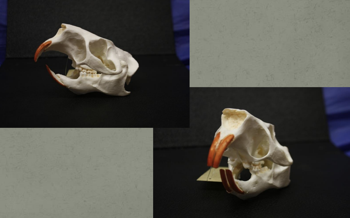 <p>Identify this skull</p>