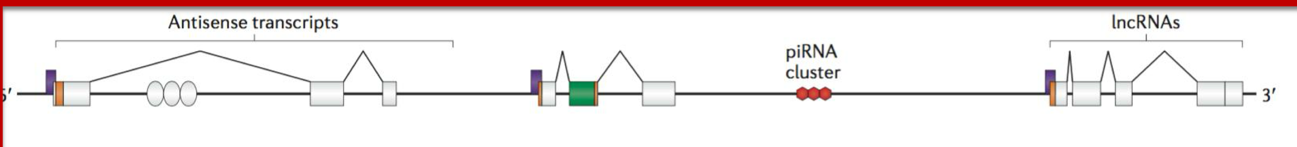 <ul><li><p><strong>microRNAs (miRNA or miR)</strong></p></li><li><p><strong>small interfering RNA (siRNA)</strong></p></li><li><p>long noncoding RNA  (lncRONA)</p></li><li><p>piwi-interacting RNA (piRNA)</p></li><li><p>promoter-associated small RNAs</p></li><li><p>terminus-associated small RNAs</p></li><li><p>tRNA-derived small RNA (ts RNA)</p><ul><li><p>tRNA-derived stress-induced RNA (tiRNA)</p></li><li><p>tRNA-derived fragment</p></li></ul></li><li><p>splice site RNA (spliRNA)</p></li></ul><p></p>