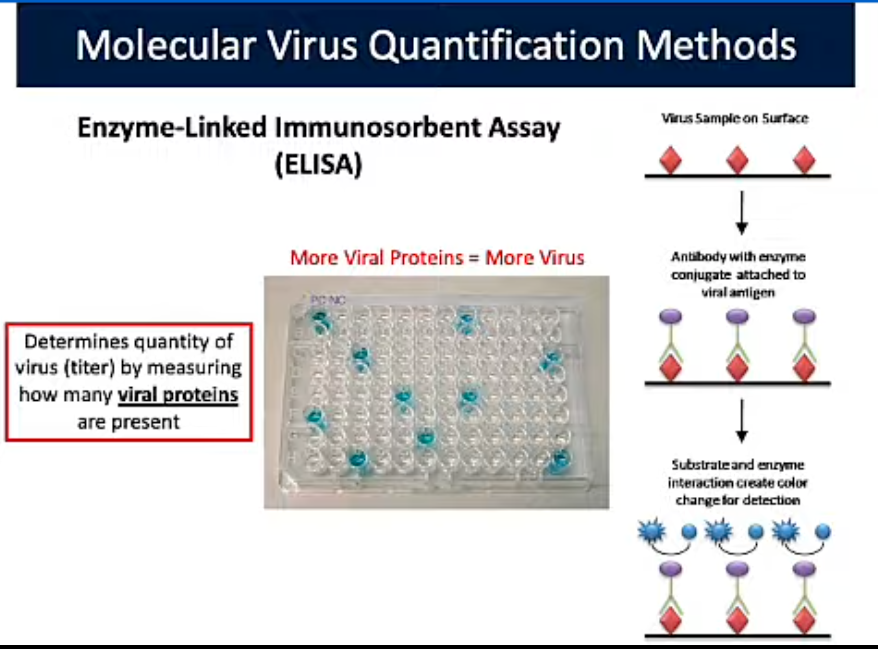 <p>Enzyme-Linked Immunosorbent Assay (ELISA) (Molecular Quantification Methods)</p>