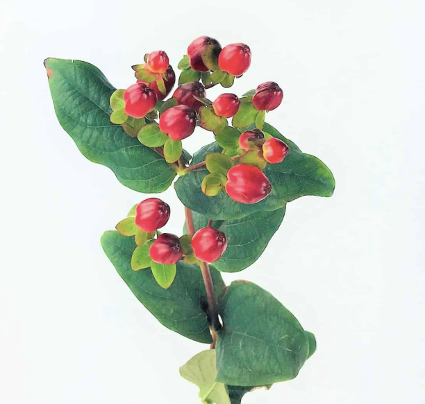 <p>Scientific Name:</p>