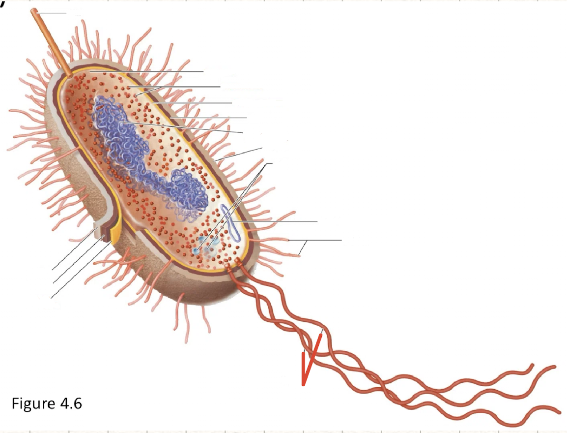 <p>flagella</p>
