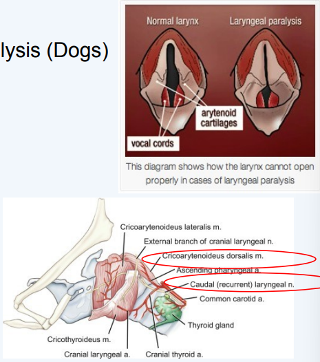 <ul><li><p>Progressive failure of cricoarytenoideus dorsalis muscles </p></li><li><p>failure of arytenoid abduction during inspiration (partial vs. complete)</p></li></ul><p></p>