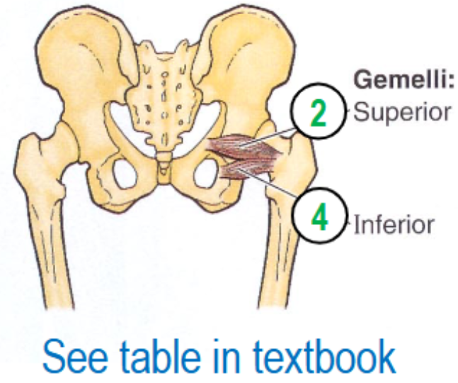 <p>origin: ischial spine+ischial tuberosity</p><p>insertion: greater trochanter</p>