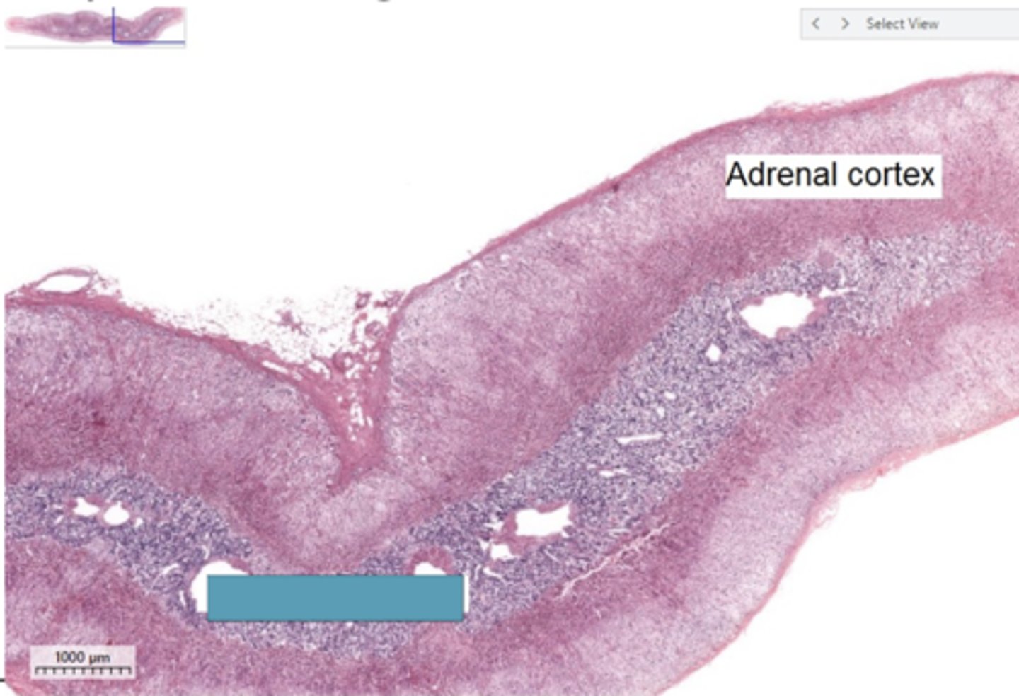 <p>Identify the region of the organ</p>