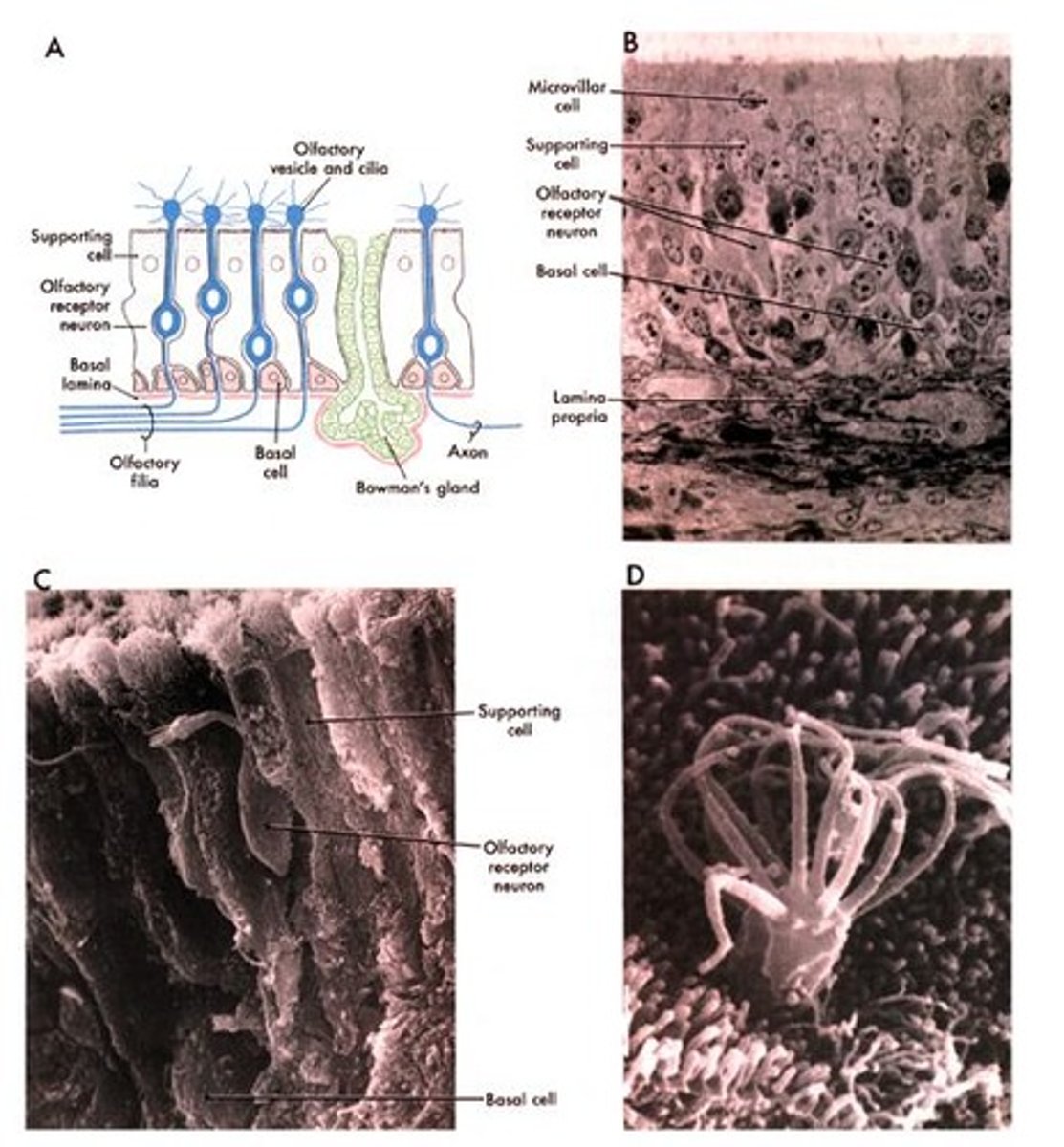 <p>Confined to about 5 cm2 of the olfactory mucosa deep within the nasal cavity.</p>