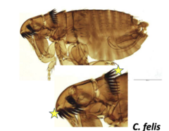 <p>Ctenocephalides felis (cat flea: mustache and mullet flea)</p>