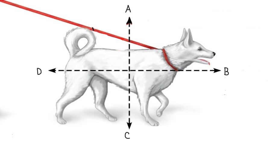 <p>C</p>