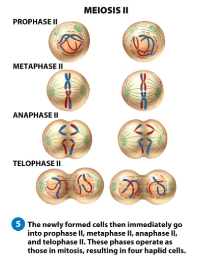 <p>Except for the sperm and oocytes (gametes), during development and afterwards, all body cells have 46 total chromosomes: The 2n number is 23 x 2 = 46</p><ul><li><p>Through the process of mitosis, all of the “somatic” cells replicate</p></li><li><p>Gametes are produced by a process called meiosis, which is more complex than simple mitotic division because it has two separate cycles of division</p></li></ul><p>Meiosis I </p><ul><li><p>a reductive division from 2n to n</p></li><li><p>The homologous chromosomes are segregated from each other, then two haploid cells are formed, each containing one of the segregates</p></li></ul><p>Meiosis II </p><ul><li><p>consists of decoupling each chromosome's sister strands (chromatids), then segregating the DNA into two sets (each set having one of each homologue)</p></li><li><p>Two haploid cells with replicated sister chromatids go to form four haploid cells with single, unreplicated molecules of DNAs</p></li></ul><p></p>