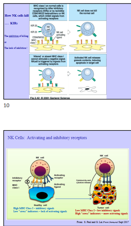 <ul><li><p>similar to CTLs, however, they recognize targets in very different ways</p></li><li><p>Recognition occurs from combination of activating and inhibitory receptors:</p><ul><li><p>NK cells have receptors that recognize MHC class 1 (all healthy, nucleated cells are expressing MHC class 1, meaning if NK cell sees MHC class 1, it transmits a negative signal into the NK cell, telling it to not kill the cell)</p><ul><li><p>receptors that recognize healthy cells with MHC class 1 = Killer Inhibitory Receptors (KIR) </p></li></ul></li><li><p>NK cells also contain activating receptors, which recognize stress (when cell infected, they begin expressing stress-induced ligands, which get pushed out from the cytosol to outside the plasma membrane when cell becomes stressed, and are recognized by NK activating receptors)</p><ul><li><p>stress:</p><ul><li><p>oxidative stress during inflammation</p></li><li><p>protein synthetic stress (virus steals machinery) </p></li></ul></li></ul></li><li><p>killing activity mediated by balance of activating and inhibiting signals</p><ul><li><p>inhibiting signals are slightly more potent</p></li></ul></li><li><p>Missing Self → concept that missing MHC class 1 or lower expression of MHC class 1 is recognized by NK cells</p><ul><li><p>if host cell is virally infected, its protein machinery will be taken over, leading to decreased host protein production, meaning less MHC class 1 is being generated and cell begins expressing stress signals (combination of low MHC class 1 and high stress signals → results in NK cell killing) </p></li></ul></li></ul></li></ul><p></p><p>NK Cell Killing:</p><ul><li><p>Killer Inhibitory Receptors (KIRs, CD94, NKG2, etc) transduce negative signals, which turn off NK cells and preventing signaling and killing</p></li><li><p>If activating signals are received (stressed) = induces killing </p></li><li><p>low stress levels will not result in killing if MHC class 1 is recognized, as inhibitory signal will over power activating signal </p></li><li><p>tumor cells = growing fast = no time to synthesize MHC class 1 = causes expression of stress induced ligands on cells = NK cell activating signals and lower MHC class 1 = lower inhibitory signals = NK cell killing occurs</p></li></ul><p></p>