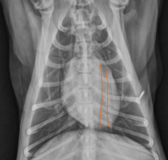 <p>What is outlined here?</p>