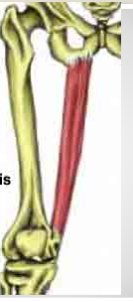 <ul><li><p><span style="background-color: transparent;">A: flexion @ knee; adduction &amp; medial rotation hip</span></p></li></ul><p></p>