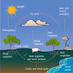<p>The organic circulation of carbon from the atmosphere into organisms and back again</p>