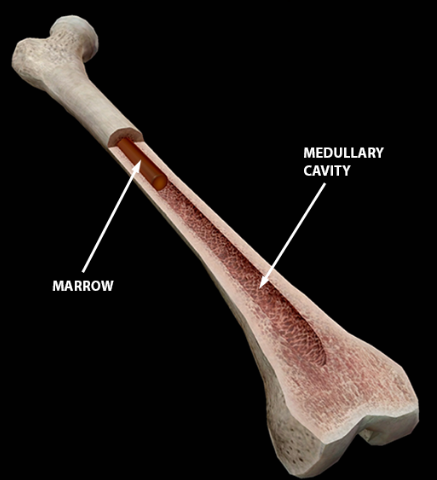 <p>Medullary cavity</p>