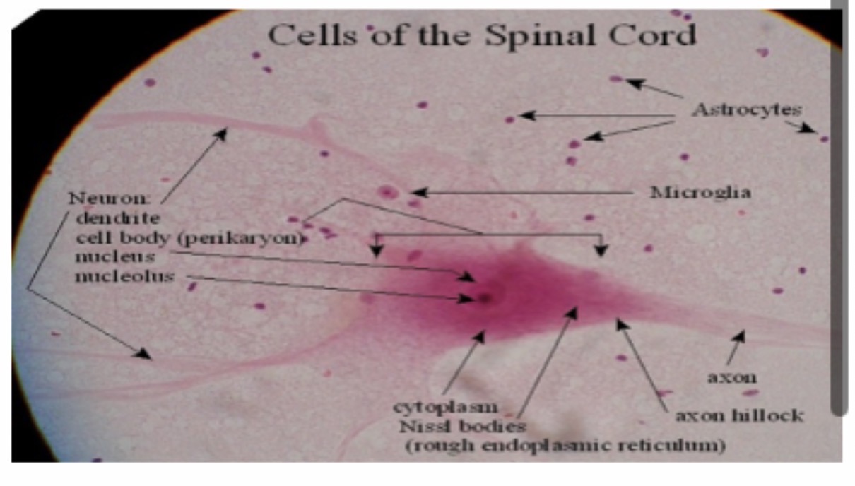 <p>Motor Neuron (multipolar) : Function : Carries impulses from the central nervous system to muscles and glands.</p>