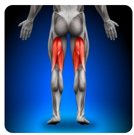 <p>origin and insertion: posterior thigh</p>