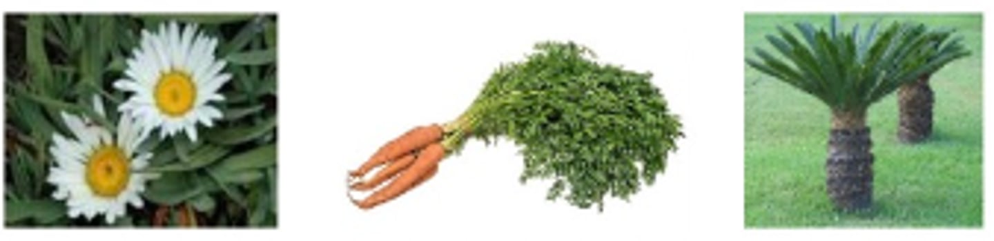 <p>Asteraceae, Apiaceae, Cycadaceae</p>