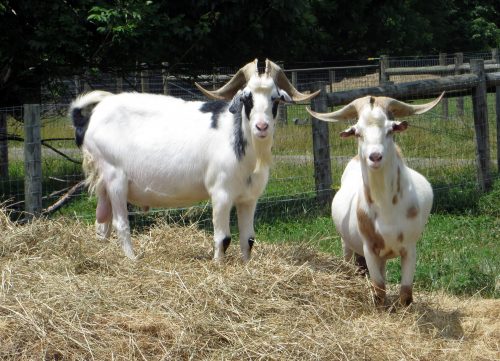 <p>Hardy white and black goat breed that is parasite resistant</p>