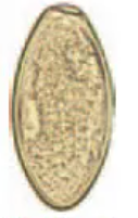 <p>Identify</p>