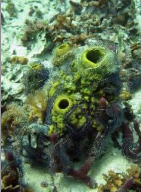 <p>What type of sea sponge is this</p>