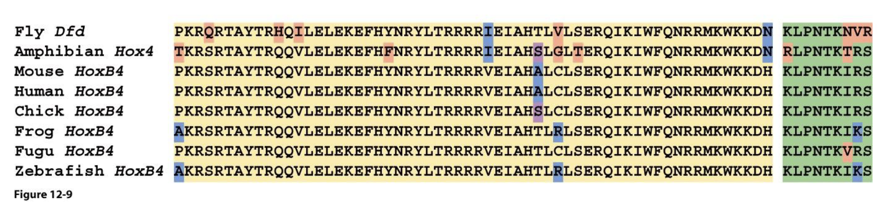 <ul><li><p><em>Drosophila</em> and vertebrate Hox protein show striking similarities (sequence similarity)</p></li><li><p>Hox genes regulate segment identities in both Drosophila and vertebrates </p></li></ul><p></p>