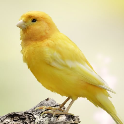 <p>canary ( CN ) ( UN = canary yellow )</p>