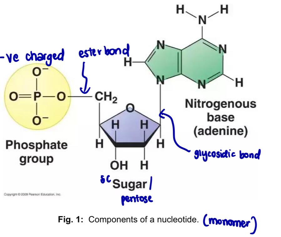 <p>Nucleotides - building blocks of nucleic acids</p><ol><li><p>Nucleic acids are macromolecules that exist as polymers called <strong>polynucleotides</strong></p></li><li><p>each nucleotide is composed of</p></li></ol><p>a. <mark data-color="yellow" style="background-color: yellow; color: inherit;">five-carbon sugar - pentose</mark></p><p>b. <mark data-color="blue" style="background-color: blue; color: inherit;">nitrogenous base</mark></p><p>c. <mark data-color="red" style="background-color: red; color: inherit;">phosphate group</mark></p><p>pentose + nitrogenous base = nucleoside</p><ol start="3"><li><p>2 types of nucleic acids</p></li></ol><p>a. Deoxyribonucleic acid (DNA) - pentose sugar is deoxyribose</p><p>—> deoxyribonucleotides are the monomers of DNA</p><p>b. Ribonucleic acid (RNA) - penrose sugar is ribose</p><p>—> ribonucleotides are the monomers of RNA</p><p></p>