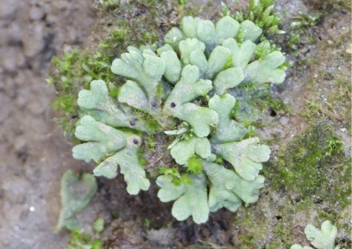 <p>Deblo poddeblo razred vrsta</p>