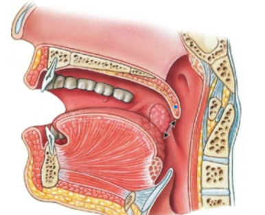 knowt flashcard image