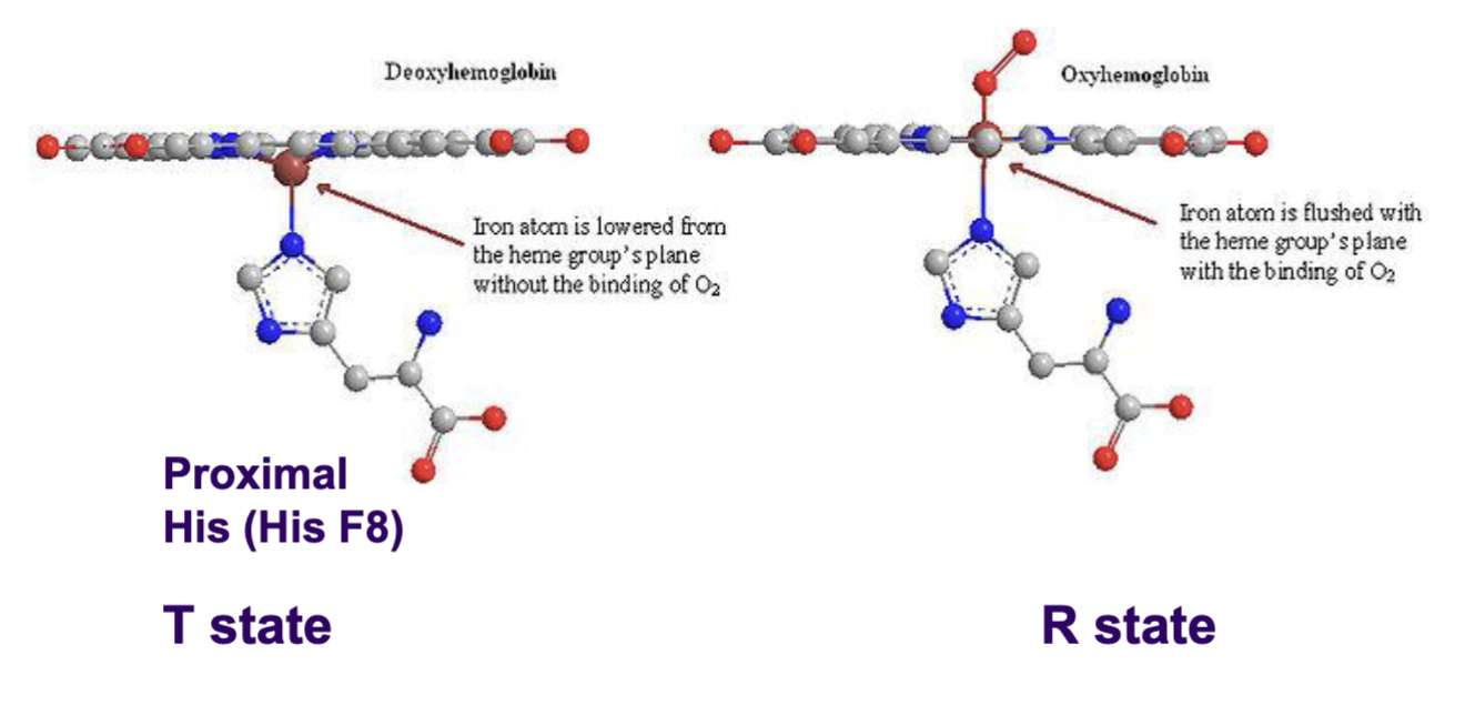 <p>Conformational change in structure from T state to R state</p><p>In T state with no oxygen bound, the Fe<sup>2+ </sup>ion of the heme group of each subunit lies below the plane of the heme ring. Thus, the proximal His attached to the ion lies lower and oxygen binds with lower affinity to the Fe<sup>2+</sup> due to its position. </p><p>Once O<sub>2</sub> binds to a subunit, the iron ion will move into the plane of the heme. This pulls up this proximal histidine, moving the F helix as a whole and changing the subunit interface. This will trigger a chain reaction in all other subunits, who will all undergo iron ion, F helix, and subunit interface movement.</p><p>Once this conformational change has occurred, the oxygen binding sites are high affinity (R state), with iron in the plane of the heme ring. Oxygen binds more readily to these sites.</p>