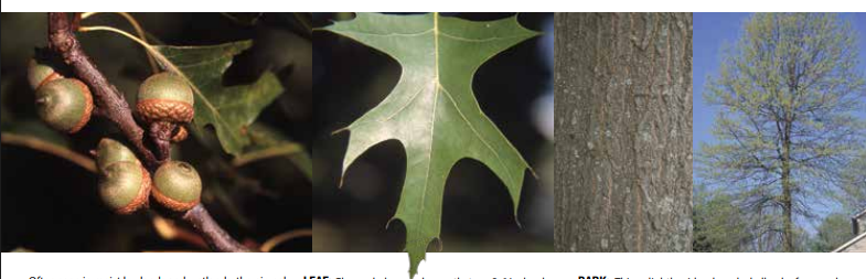 <p>Identify this tree: </p>