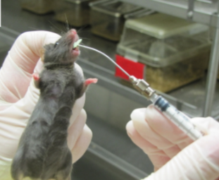 <p>directly administer medications into the mouse’s stomach via mouth (tamoxifen)</p>
