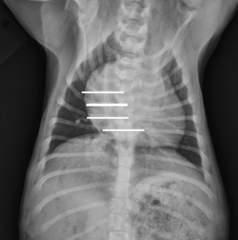 <p>Reverse D</p>