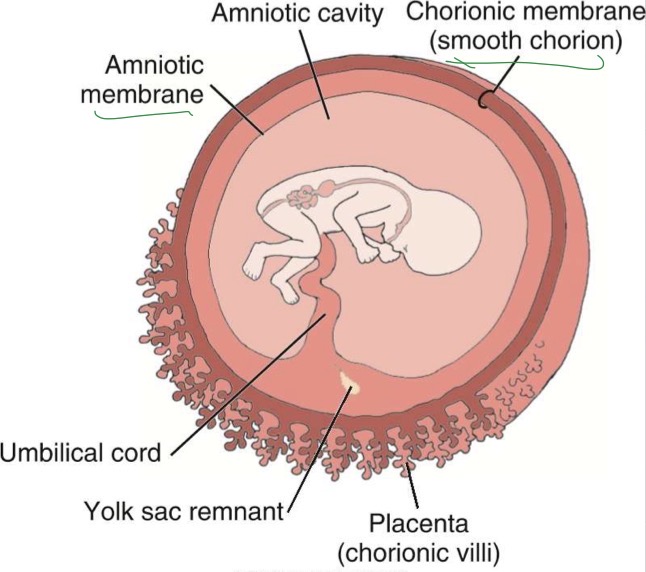 <p>Outermost tissue of developing embryo; vascular structure encloses chorionic cavity (chorionic cavity encloses amnion, yolk sac, and embryo); after 16 weeks, fuses with amnion</p>