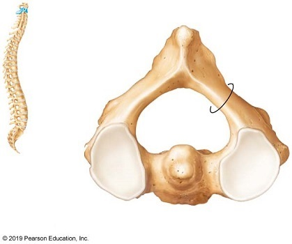 <p>What is located above the superior articular facet?</p>